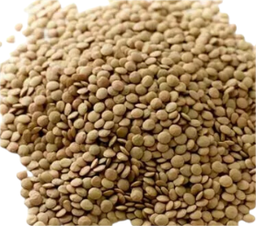 [00067] عدس حب صغير