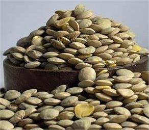 عدس حب حب كبير