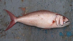 سمك فارس مجمد